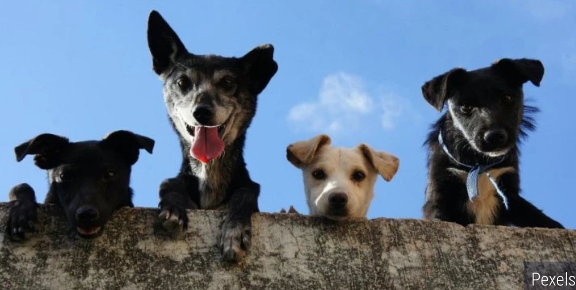 4 najdugovečnije rase pasa! Oni mogu da dočekaju duboku starost
