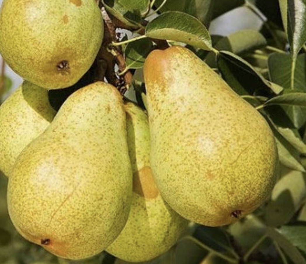 5 važnih zdravstvenih prednosti krušaka: Štite srce i creva, smanjuju upale