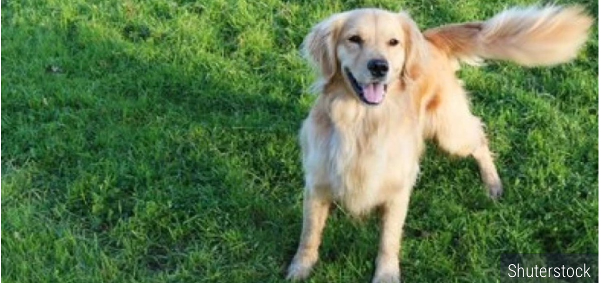 Veterinar otkrio kako pas pokazuje kog vlasnika najviše voli! Treba&hellip;