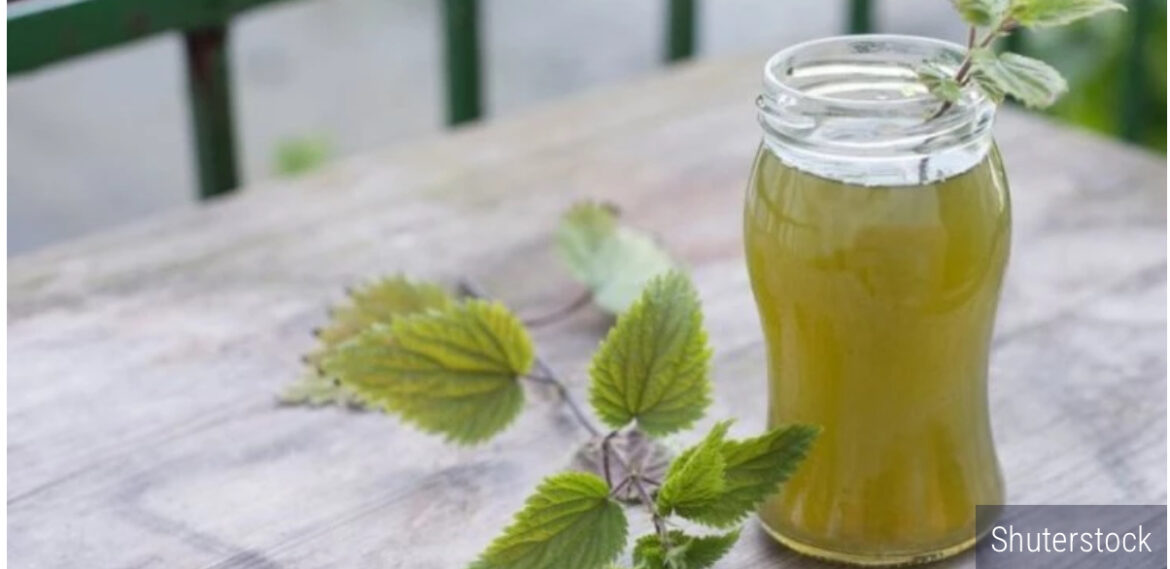 Domaći sok od koprive! Borac za vaše zdravlje – originalni recept kako da ga napravite