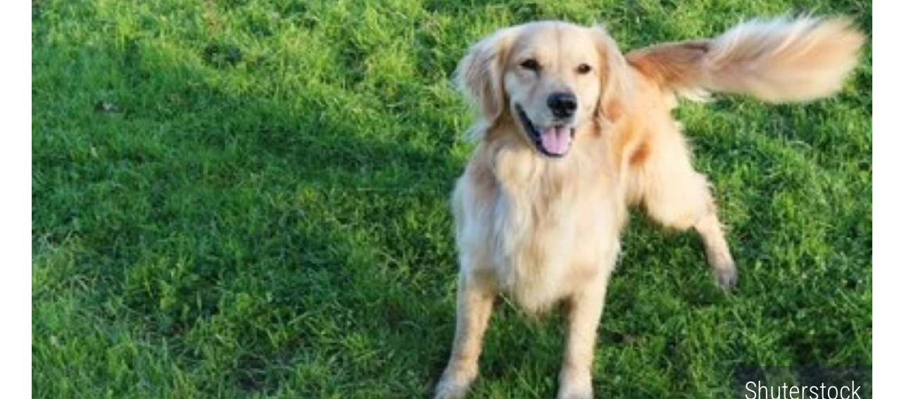 Veterinar otkrio kako pas pokazuje kog vlasnika najviše voli! Treba&hellip;