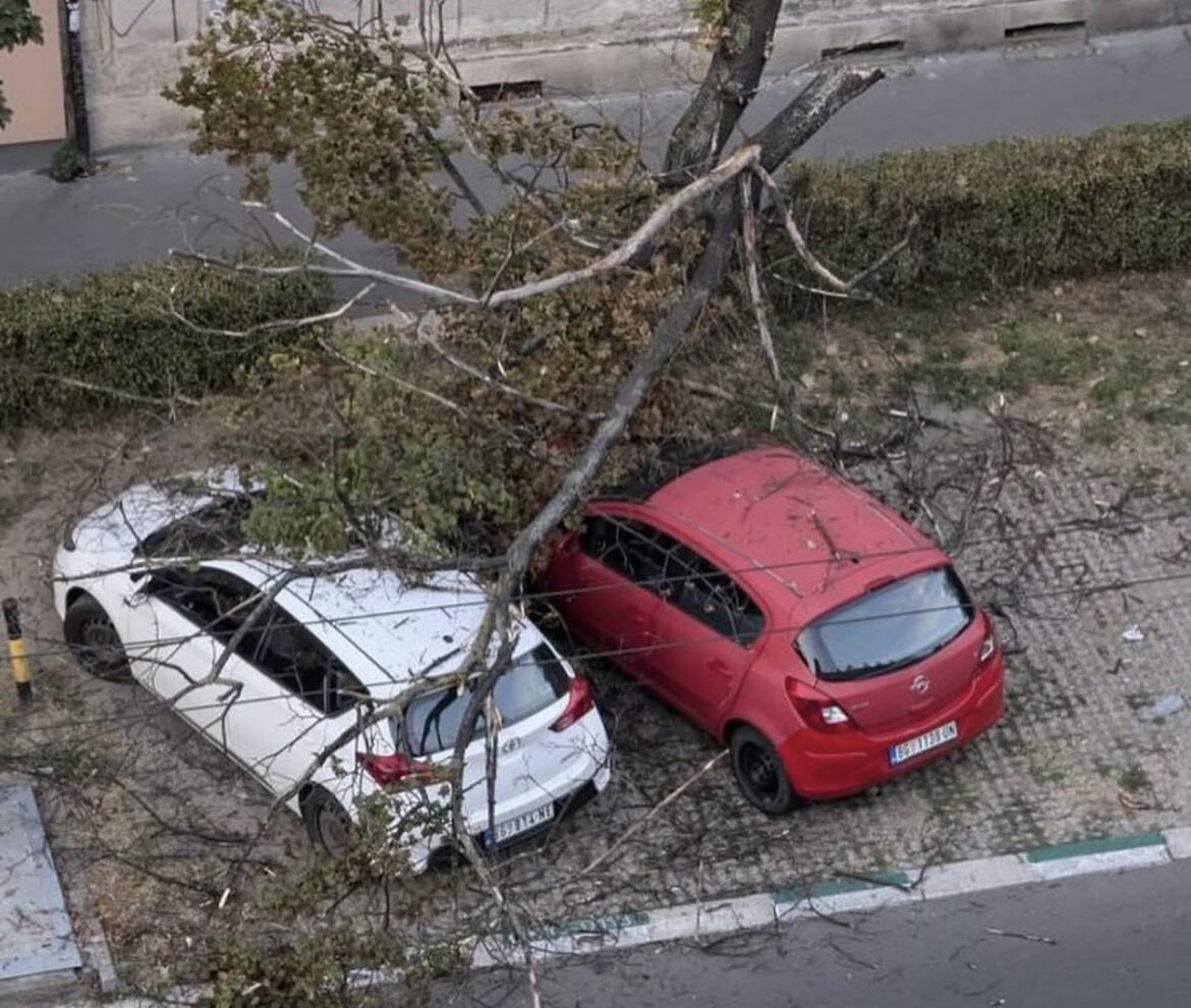 INCIDENT NA PALILULI Drvo puklo na pola, obrušilo se na parkirane automobile (FOTO)