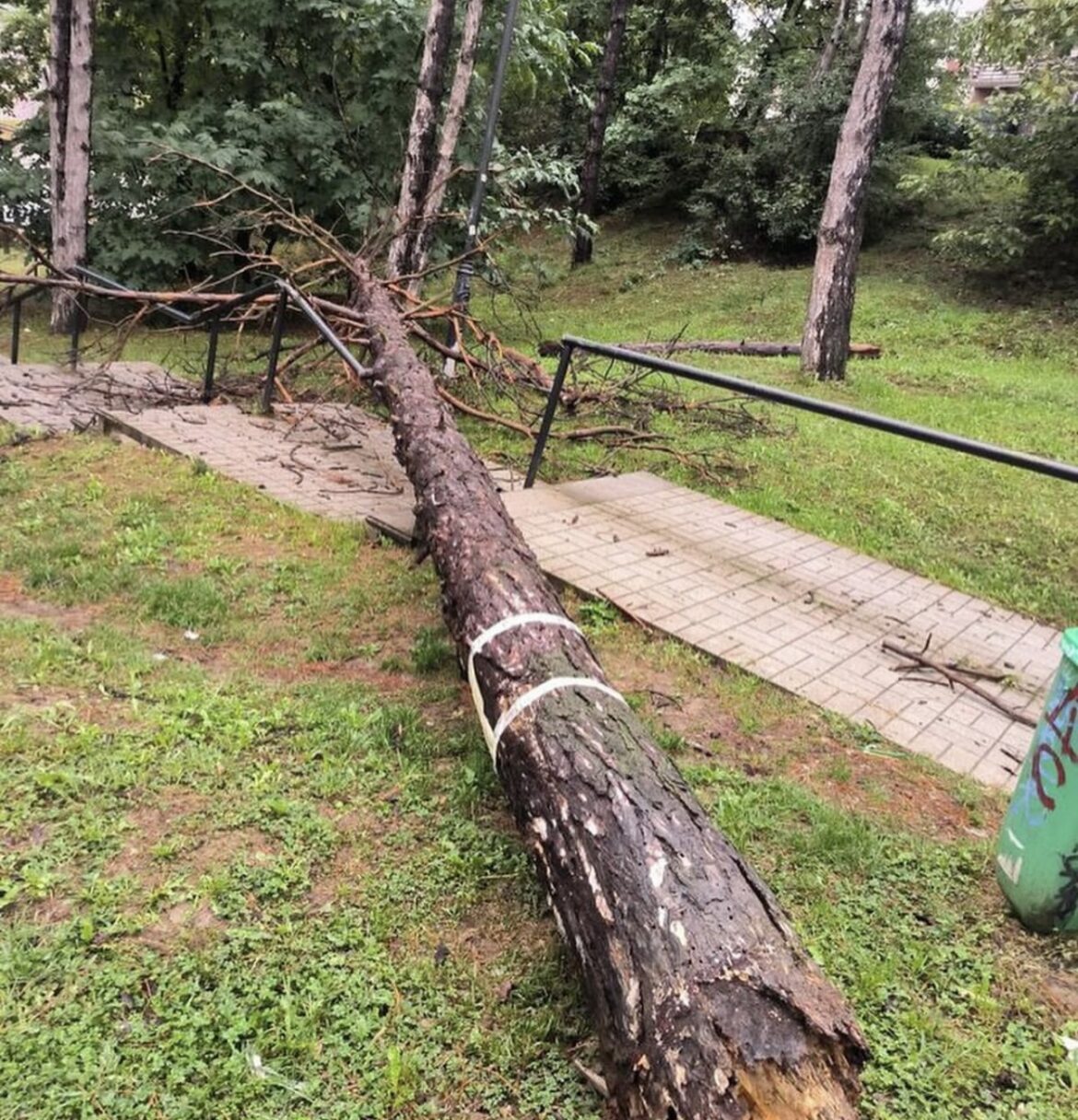 HAOS U BARAJEVU Srušilo se ogromno drvo
