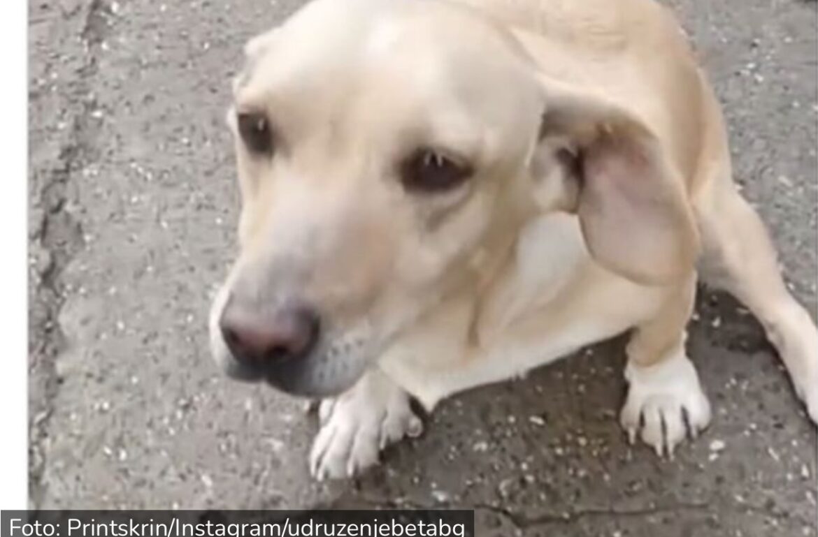 Luče iz Beograda, spasena sa ulice pre tri godine, traži pomoć: Ovom psu jutro donelo paralizu zadnjih nogu