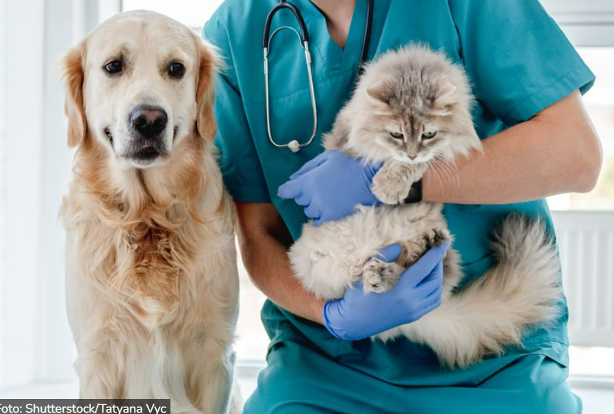 Ako se ove situacije dešavaju kad god odvedete ljubimca na pregled, vreme je da promenite veterinara