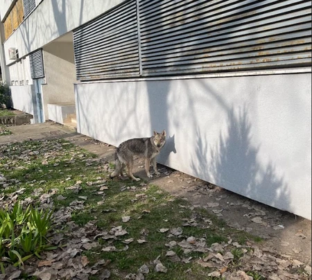 (FOTO) PANIKA NA NOVOM BEOGRADU, GRAĐANI SRELI VUKA?! Primećena neobična životinja koja izgleda kao ZVER, stručnjaci otkrili o čemu je reč
