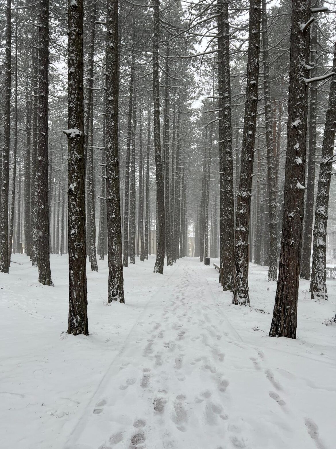 Zlatibor: Mokar sneg padao celu noć, putevi prohodni