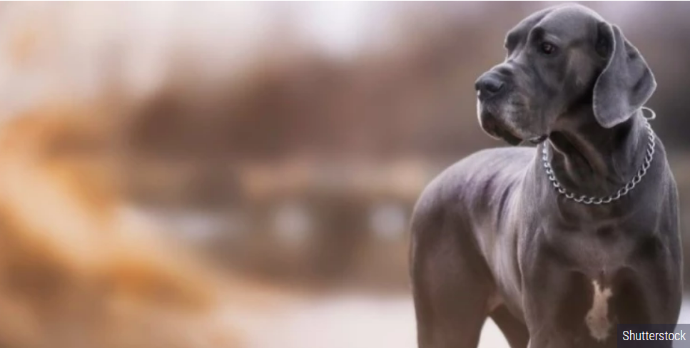 5 rasa pasa koje najkraće žive! Veterinar otkriva da neke uginu već sa 5 godina (VIDEO)