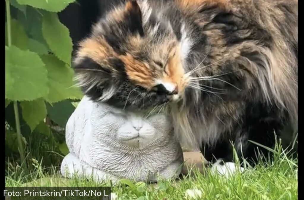 Ovako se voli neko koga više nema: Dirljivi snimak mačke&hellip;