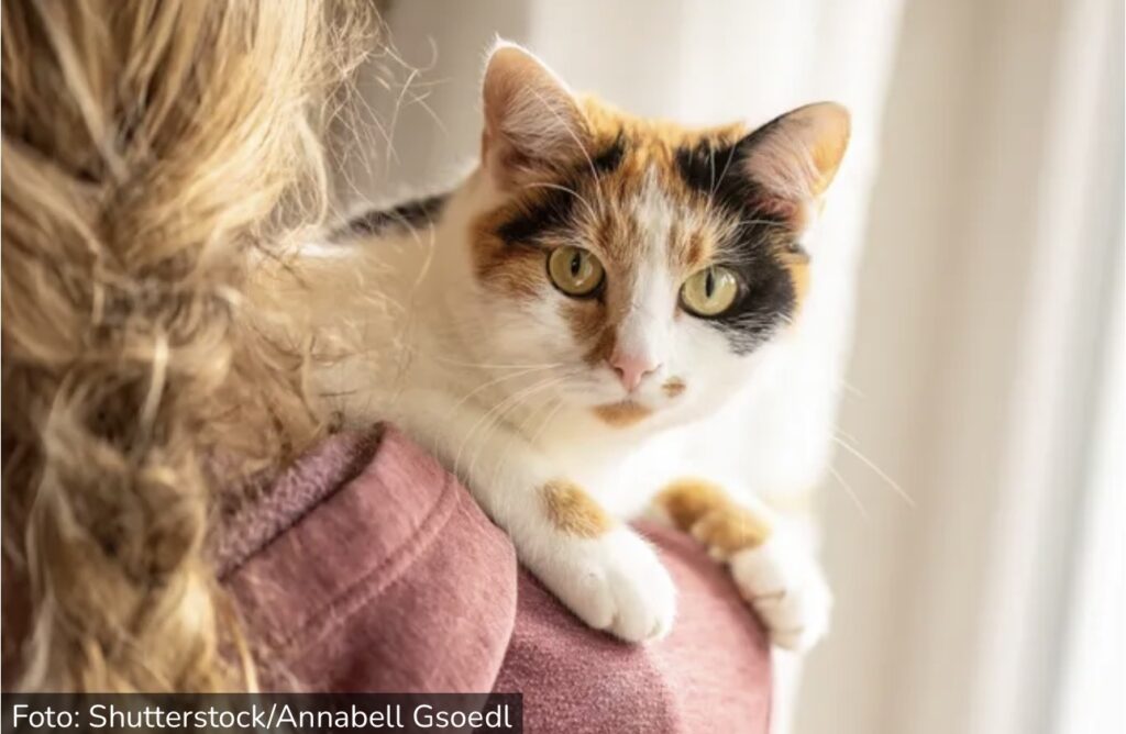Mačke kriju bol, ali njihov posip otkriva sve: Veterinar upozorio&hellip;