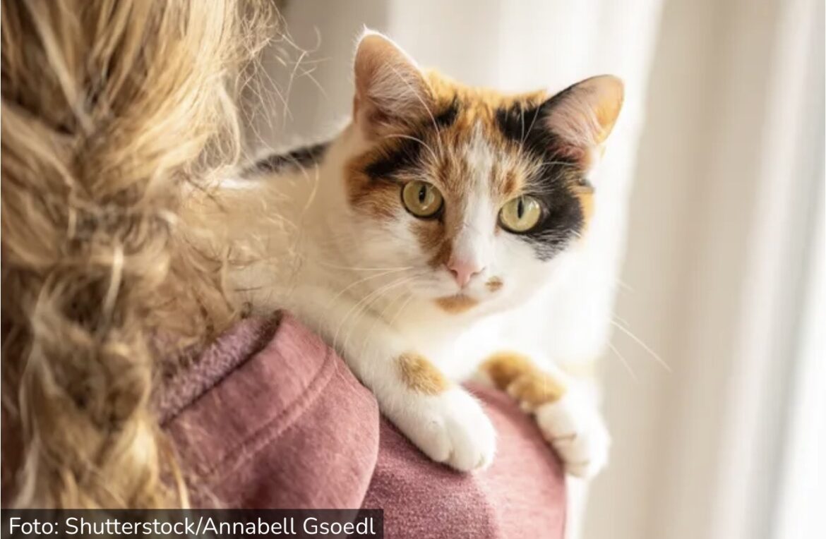 Mačke kriju bol, ali njihov posip otkriva sve: Veterinar upozorio vlasnike koja su ČETIRI ZNAKA za uzbunu