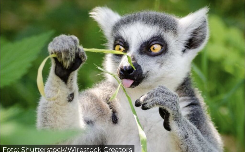 Četiri bebe lemura rođene u Zoo-vrtu Palić: Pred građanima neobičan&hellip;
