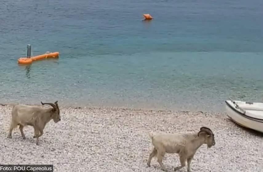 Podivljale koze uživaju na plaži u Hrvatskoj