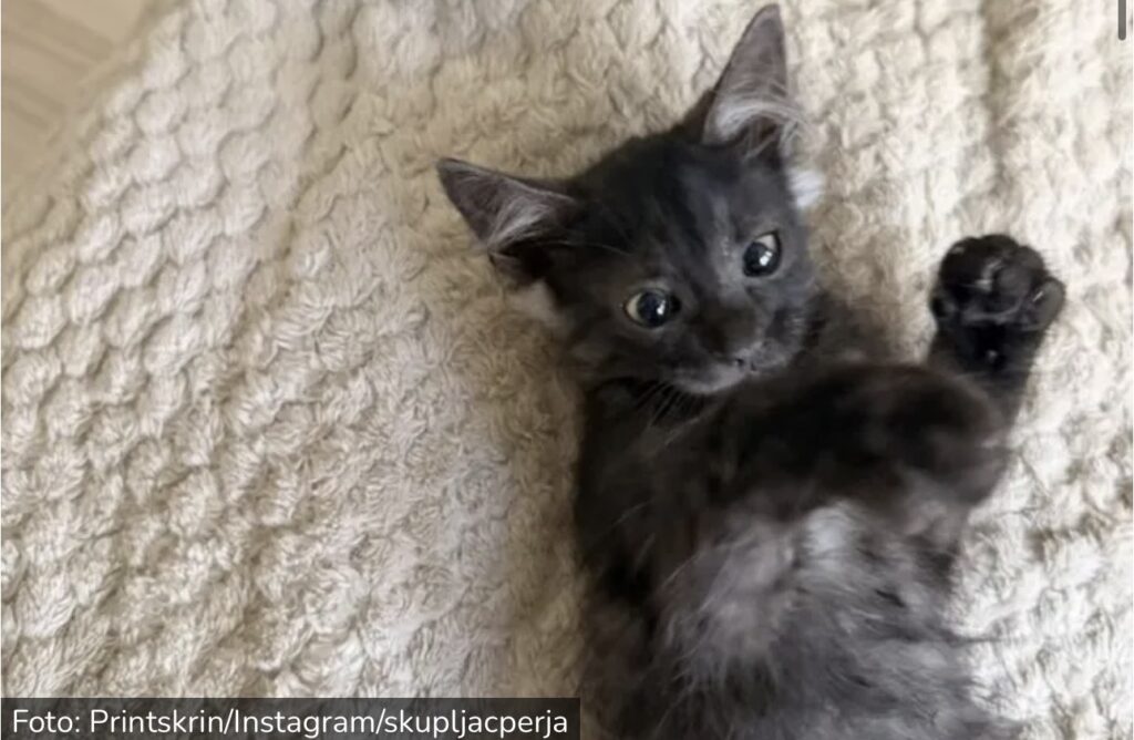 Kaj sa čupercima u ušima traži dom: Zašto je ovaj&hellip;
