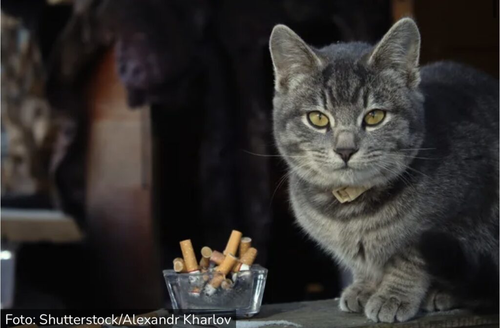Vašem ljubimcu može da presudi samo jedna cigareta: Evo šta&hellip;