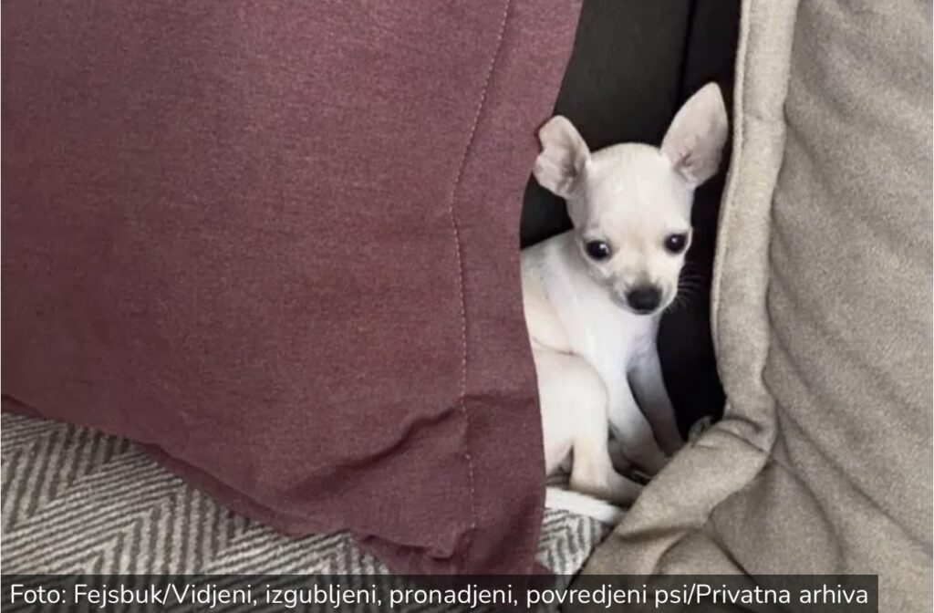 Najmanja čivava traži dom u Beogradu ili Novom Sadu: Šta&hellip;