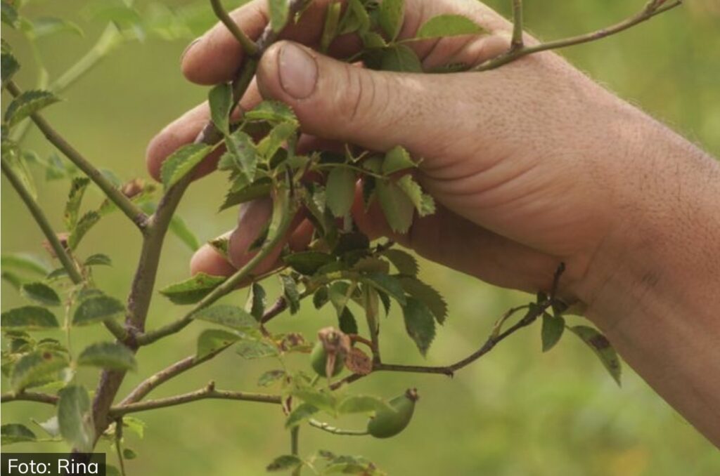 Sada je pravo vreme za ovu biljku: Puna je vitamina&hellip;